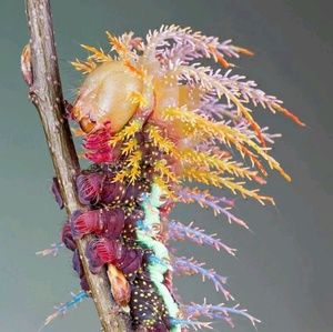 Meet your Posher, Troy